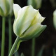 10 Tulpen (groen-wit) (leverbaar van aug-dec)